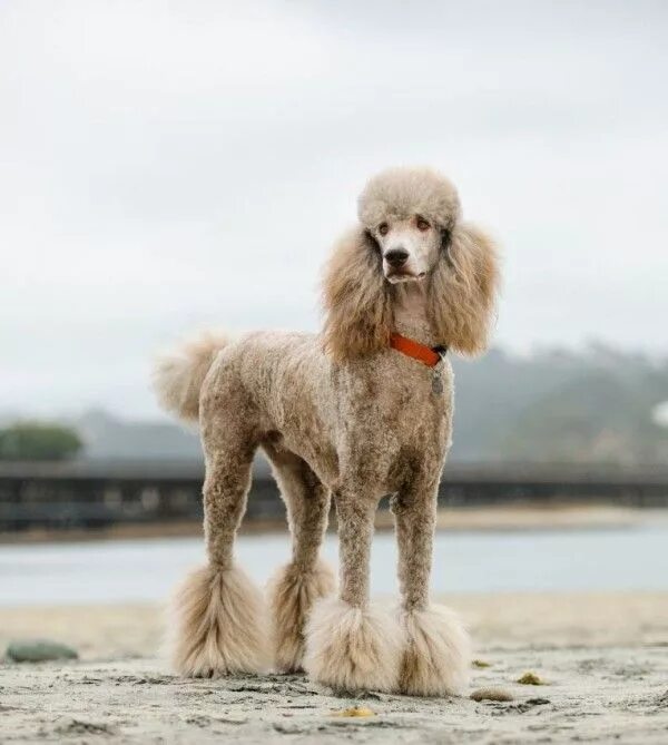 Пудель фото собаки 6 Allergiker Hunde Rassen für Tierlieber mit Schnupfen - Wohnideen und Dekoratio