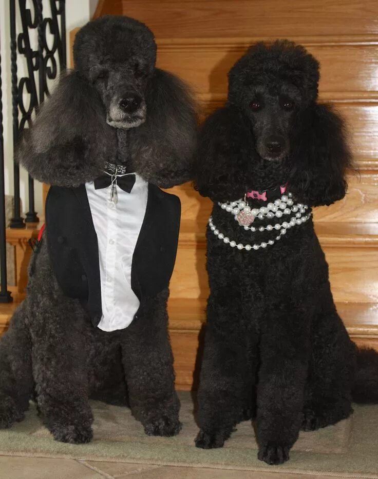 Пудель французский фото Magic and Mercí - Modern Dog Magazine Poodle dog, Pretty poodles, Poodle puppy s