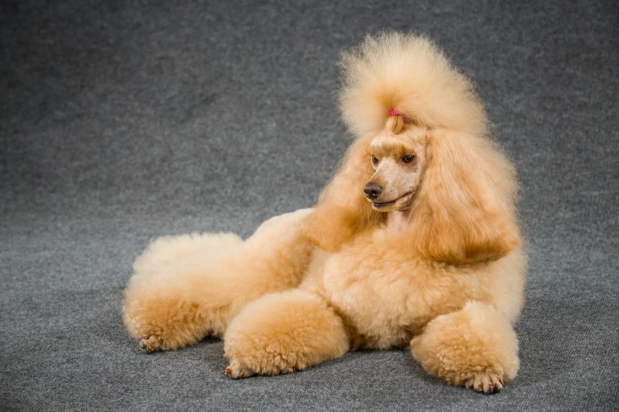 Пудель французский фото Рыжий пудель Poodle, Pets, Animals