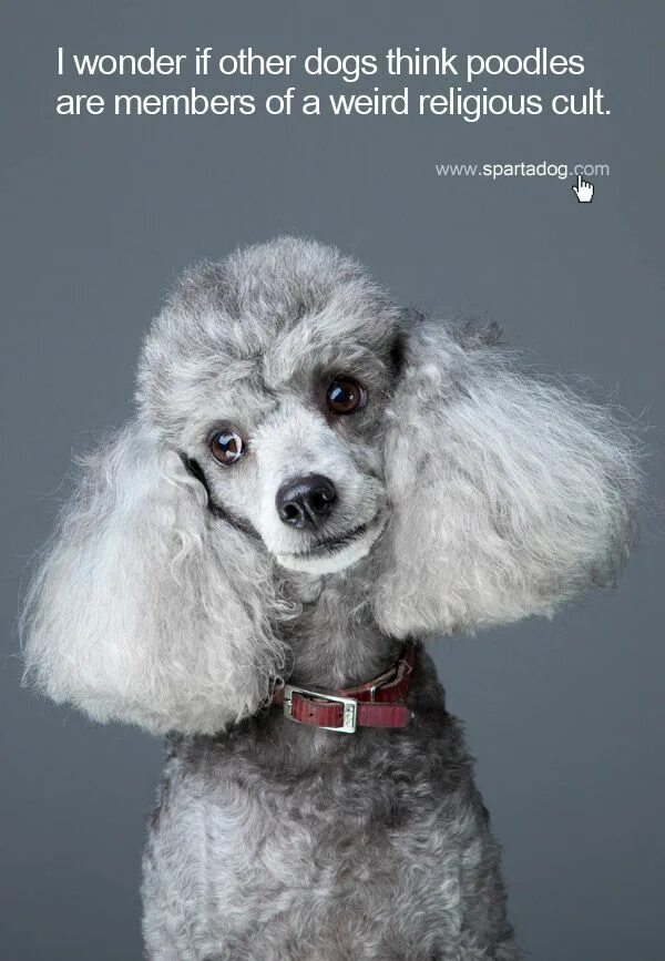 Пудель французский фото Performance Gear for Working Dogs SpartaDog Grey poodle, Poodle, Pretty poodles