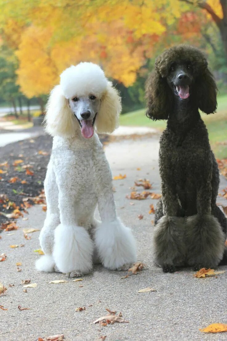 Пудель французский фото My Pack Of Poodles Pretty poodles, Poodle cuts, Poodle puppy