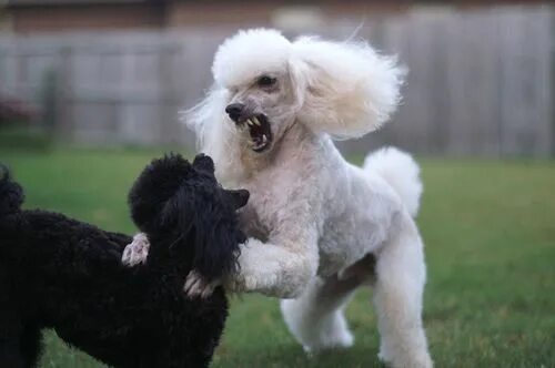 Пудель французский фото the website described this photo as "Poodles are intelligent, alert, and active.