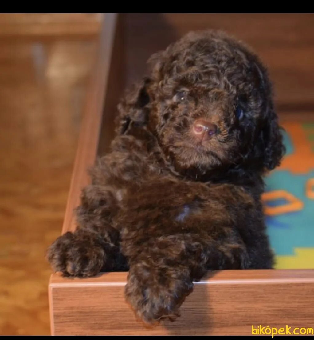 Пудель карликовый коричневый фото En Uygun Chocolate Baby Face Toy Poodle - 245715 - Biköpek