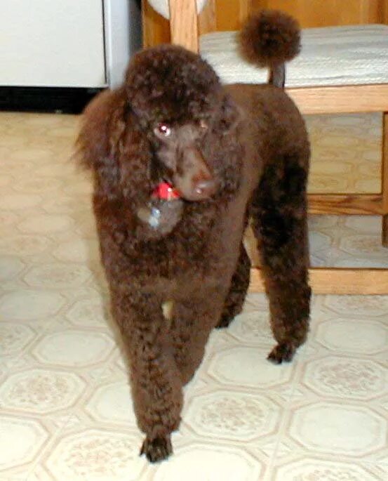 Пудель карликовый коричневый фото Chocolate Mini Poodle Online www.cifroclub.ru