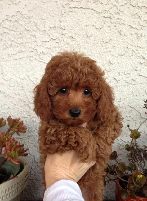 The Brown Poodle Thread Poodle, Standard poodle, Standard poodle haircuts