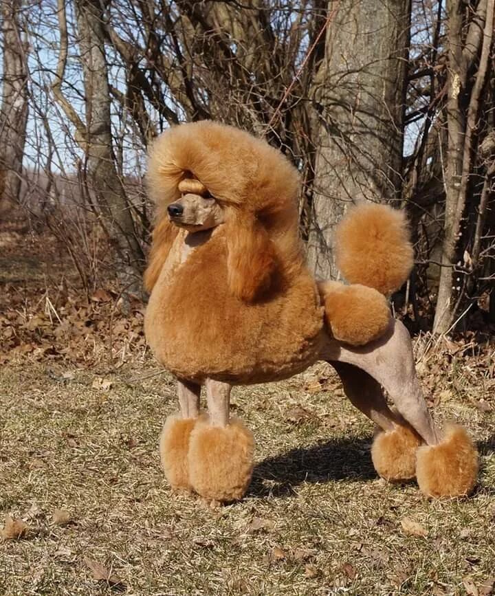 Пудель лев фото Pin by randi tarillion on Standard Poodles Standard poodle, Poodle, Teddy bear