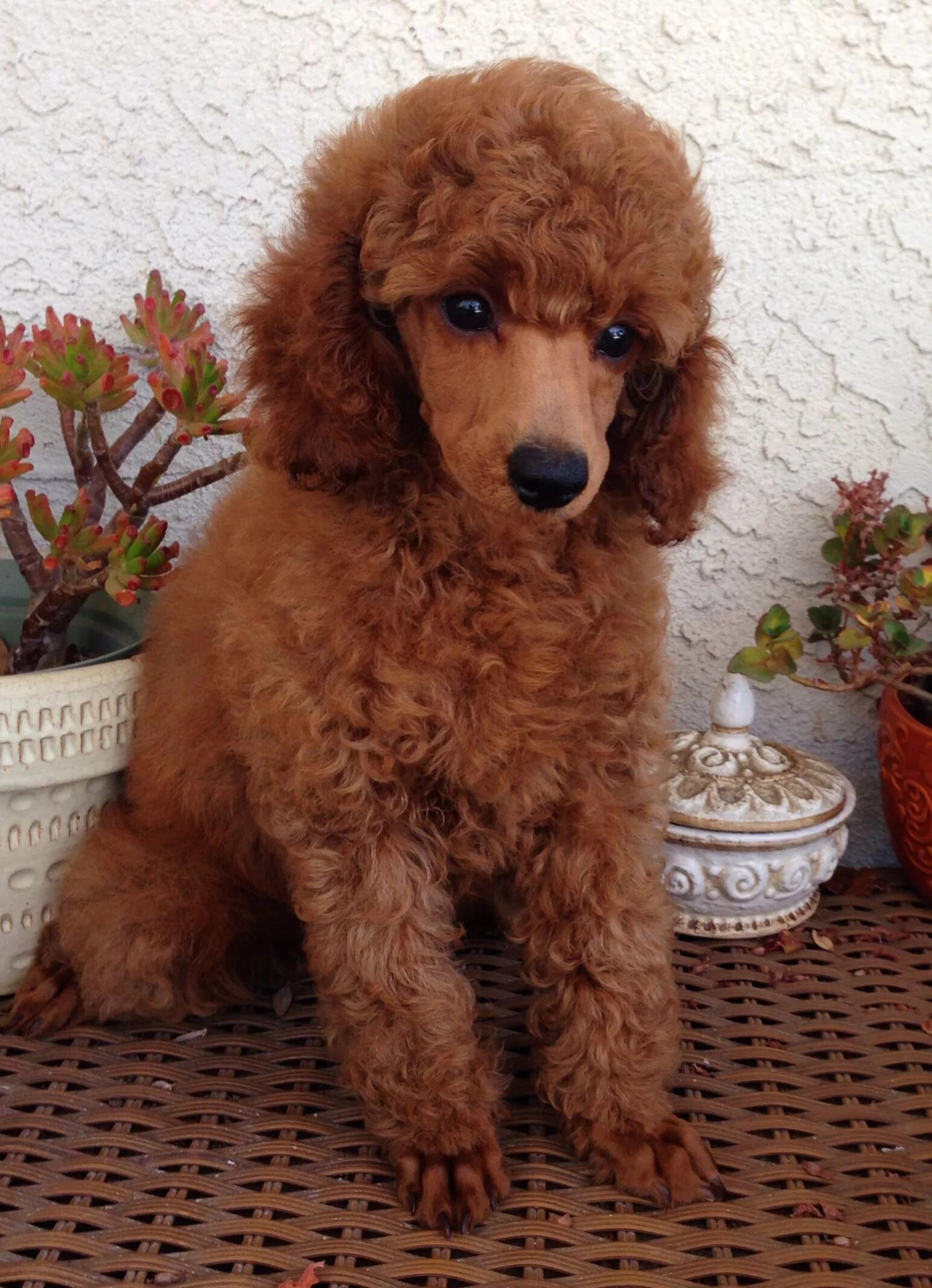 Пудель мини коричневый фото Red Mini Poodle Puppy at West Coast Poodles