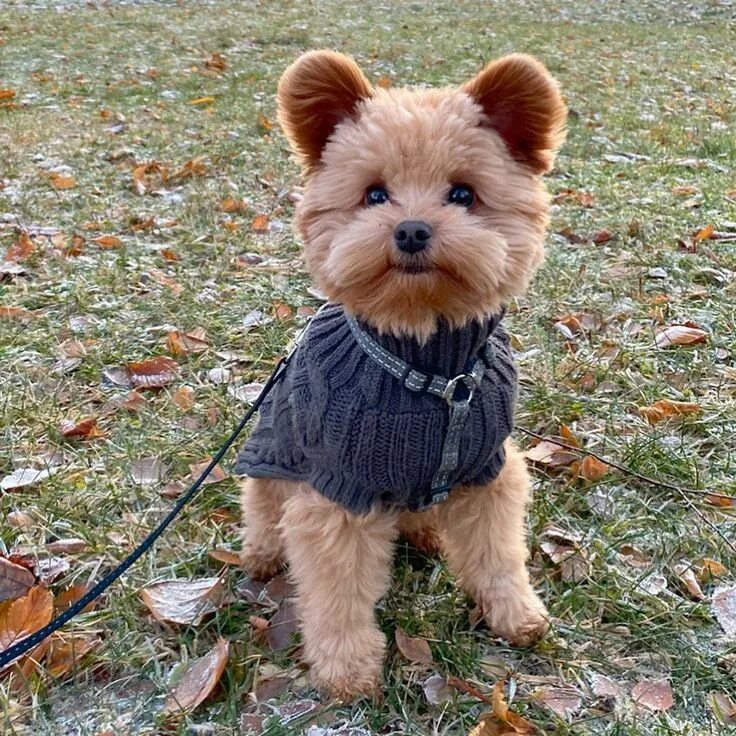 Пудель шпиц фото Oliver The Dog Looks Like A Teddy Bear Just Waiting To Be Cuddled Animal instagr