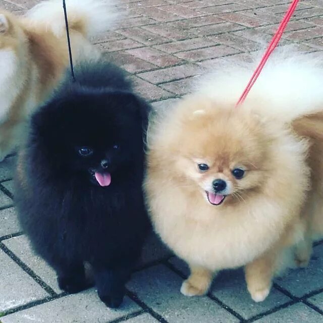 Пудель шпиц фото Pomeranian puppies for sale. Get pics and price on https://spitzpomeranian.co.uk