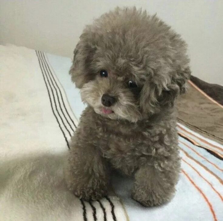 Пудель шпиц фото Pin by Starlingale Shelton on Oodles of poodles Poodle puppy, Tea cup poodle, Pu