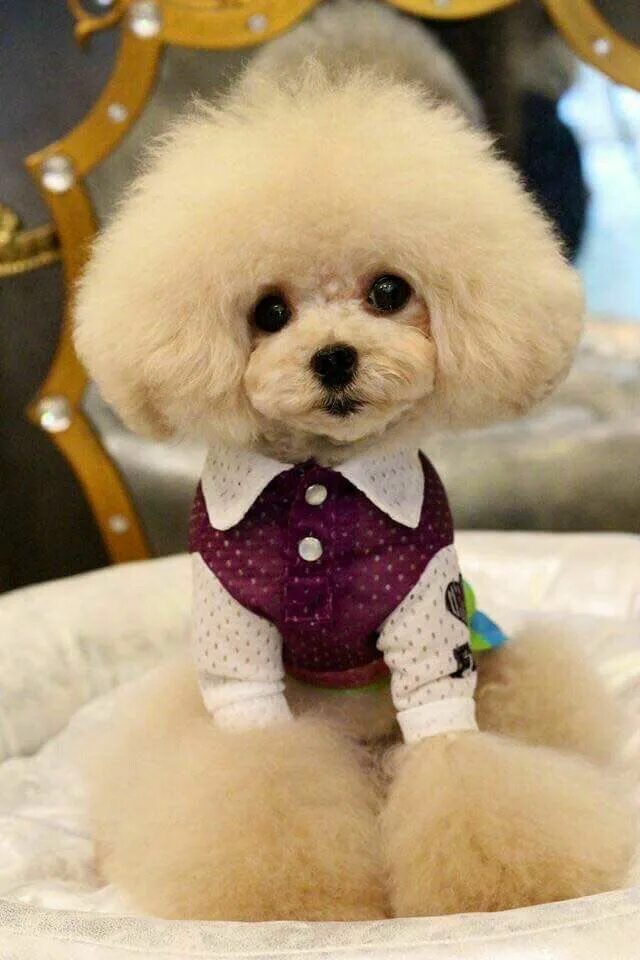 Пудель шпиц фото Pin on ♥ dog Poodle puppy, Cute puppies, Cute dogs