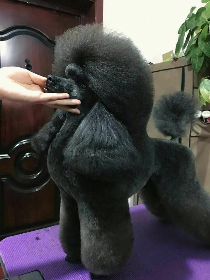 Пудель скандинавский лев фото Black poodle ❤ Dog grooming styles