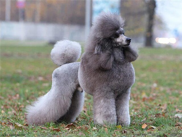 Пудель скандинавский лев фото silver Miniature poodle, Pet dogs, Poodle