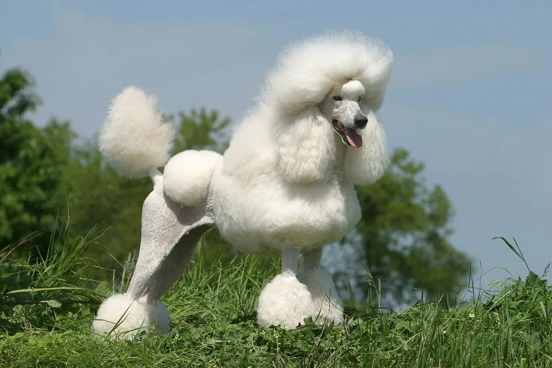 Пудель средний фото Giant poodle