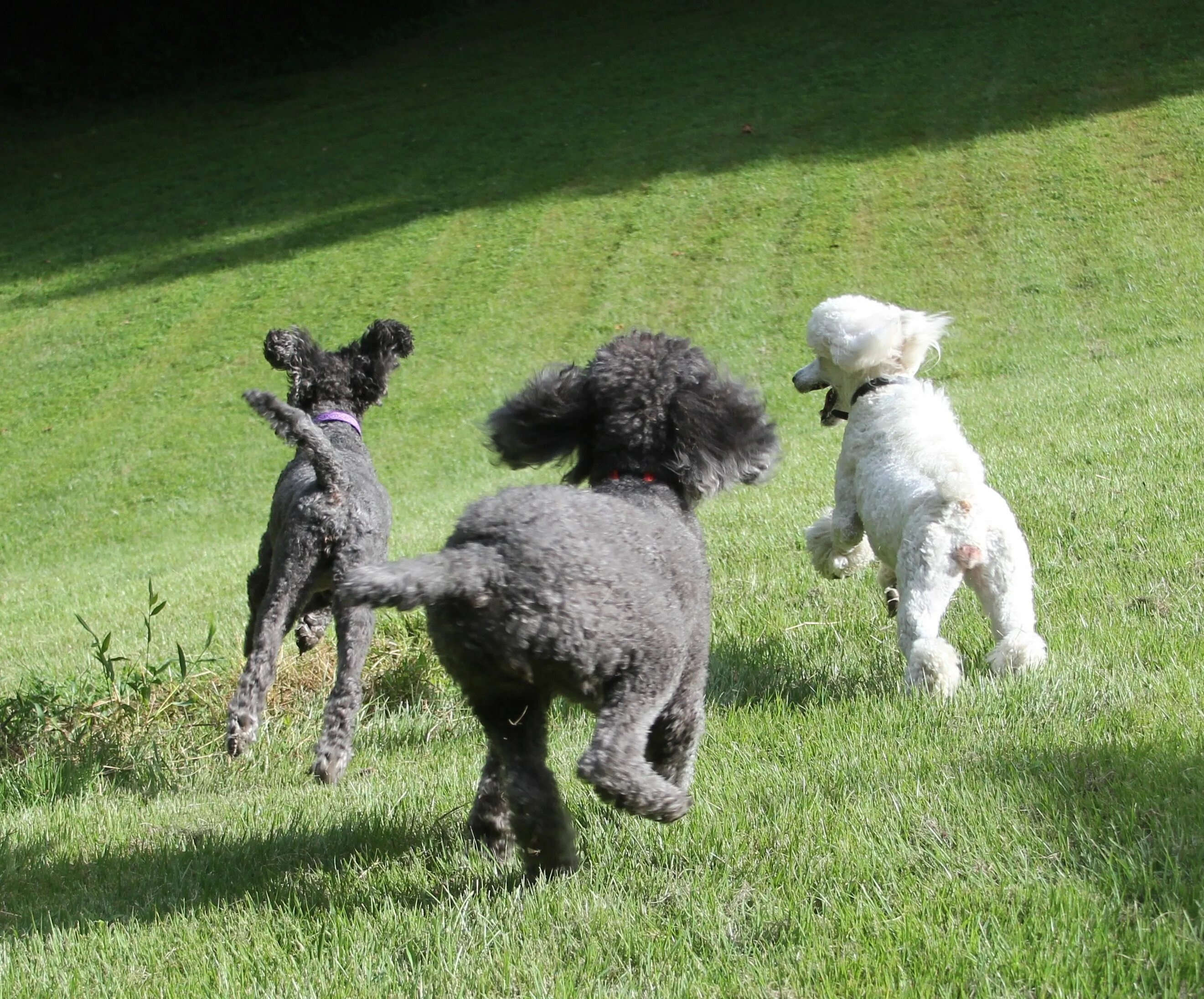 Пудель средний фото Standard Poodles of Clifton Virginia en 2024