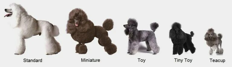 Пудель средний фото Difference Between Toy Poodle And Teacup Poodle Outlet www.ulthera.ru