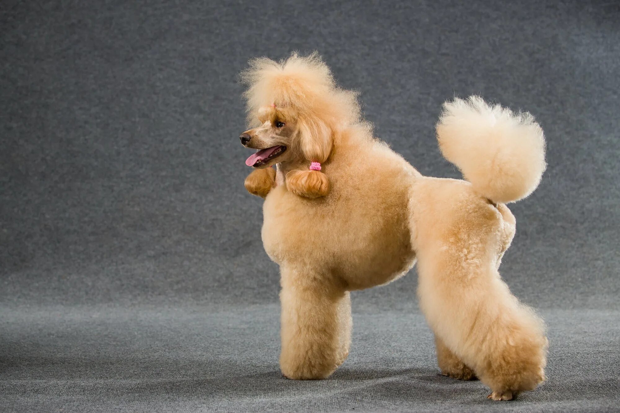 Laughing Poodle Poodle, Poodle grooming, Pretty poodles