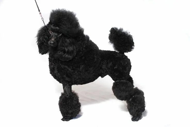 Пудель средний фото Facts About the Standard Poodle That You May Not Know Miniature dog breeds, Fluf