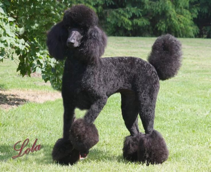 Пудель средний фото standard poodles Countryside Standard Poodles of Michigan " Referrals Standard p