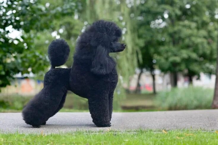 Пудель средний фото How to Tell if Your Poodle is Purebred: A Complete Guide Poodle Report Dog breed