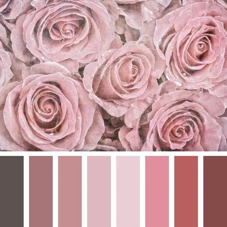 Пудрово розовый цвет фото Pin by Irina Stepanova on Colors Dusty rose wedding colors, Dusty rose color, Du