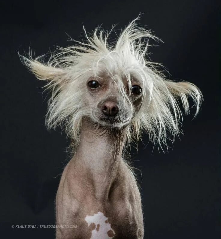 Пуховая хохлатая собака фото coffeenuts Chinese crested dog, Chinese crested, Hairless dog