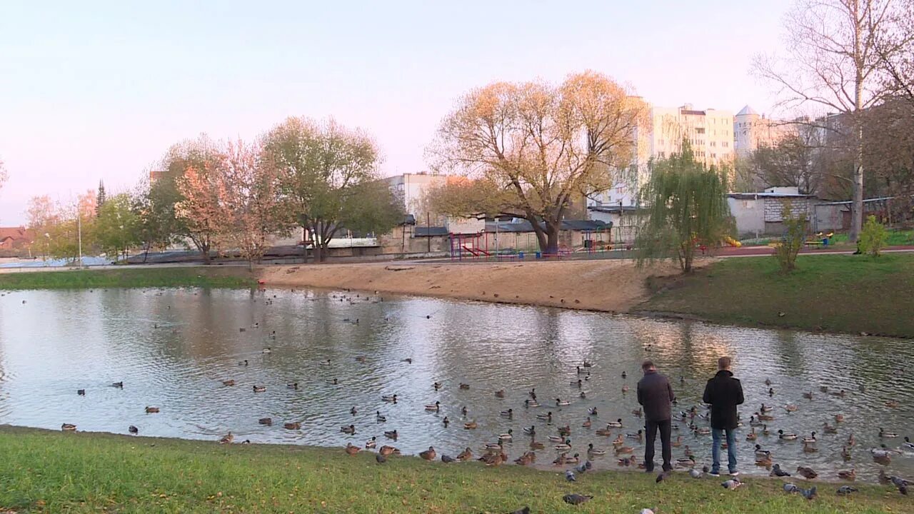 Пуховский пруд в калуге фото Краснокнижная утка замечена на Пуховском пруду