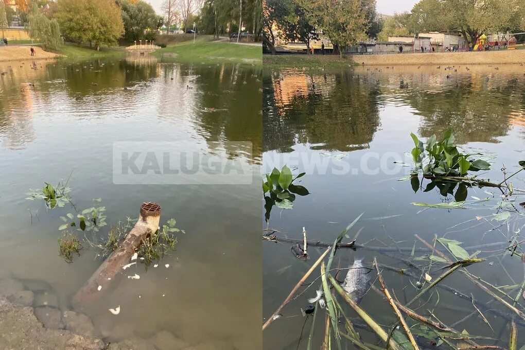 Пуховский пруд в калуге фото Калужанин пожаловался градоначальнику Калуги на рыбу в Пуховском пруду - МК Калу