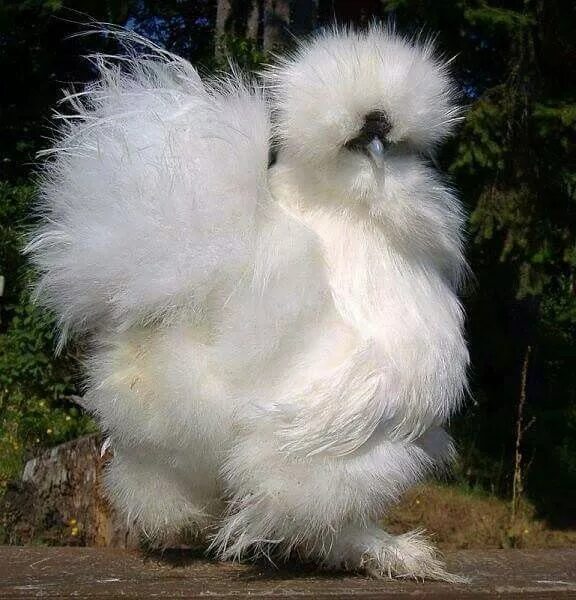 Пуховые куры фото Silkie Chicken Pet chickens, Fancy chickens, Silkie chickens