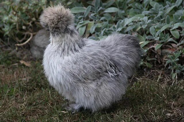 Пуховые куры фото The Silkie - Tribble Rabbit Muppet Chicken Thingy Silkies, Pet chickens, Silkie 