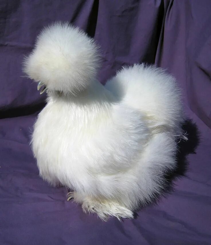 Пуховые куры фото Celebration of Silkies! #Silkies www.FreeHenHousePlans.net Silkies, Fluffy anima