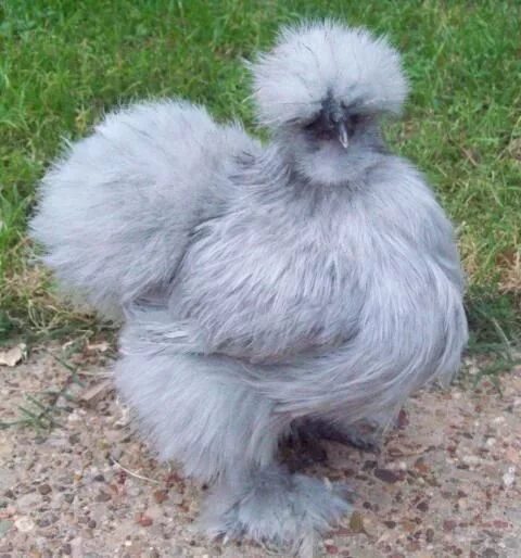 Пуховые куры фото Pin by Liz Thomas-Phraner on ANIMALS Fancy chickens, Chickens backyard, Silkie c