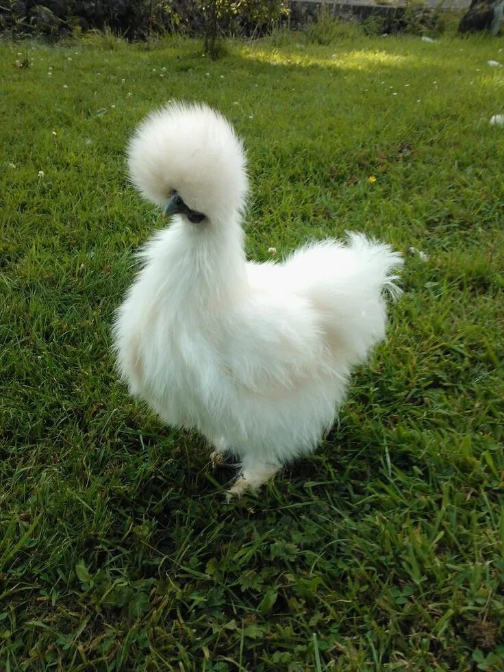 Пуховые куры фото Log In or Sign Up Silkie chickens, Pretty birds, Chicken breeds