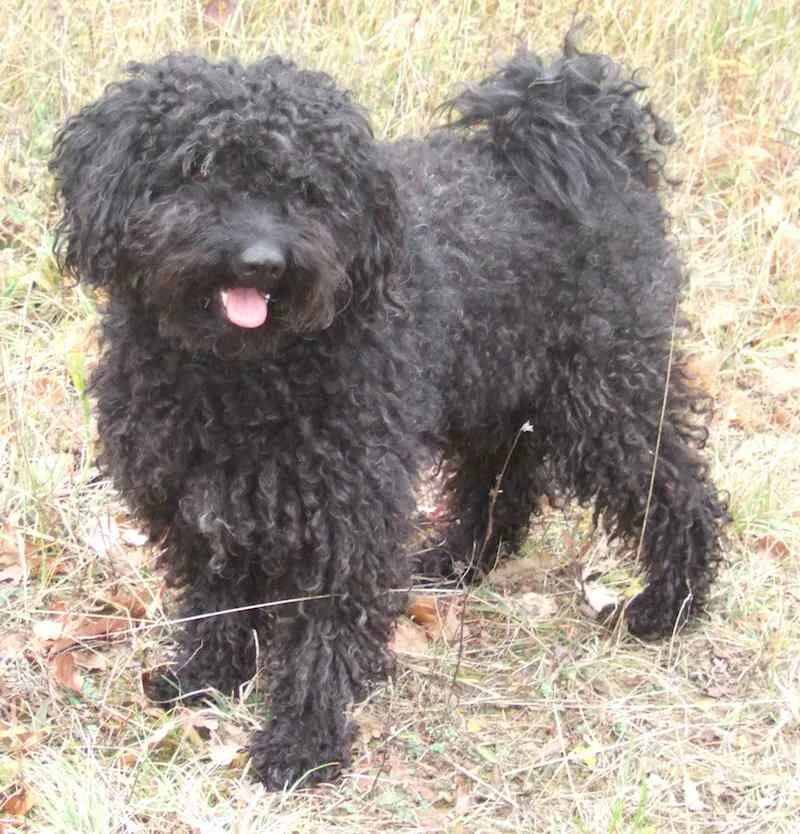 Пули овчарка фото Puli - Hungarian Puli - Dog Breed Information & Images - K9 Research Lab