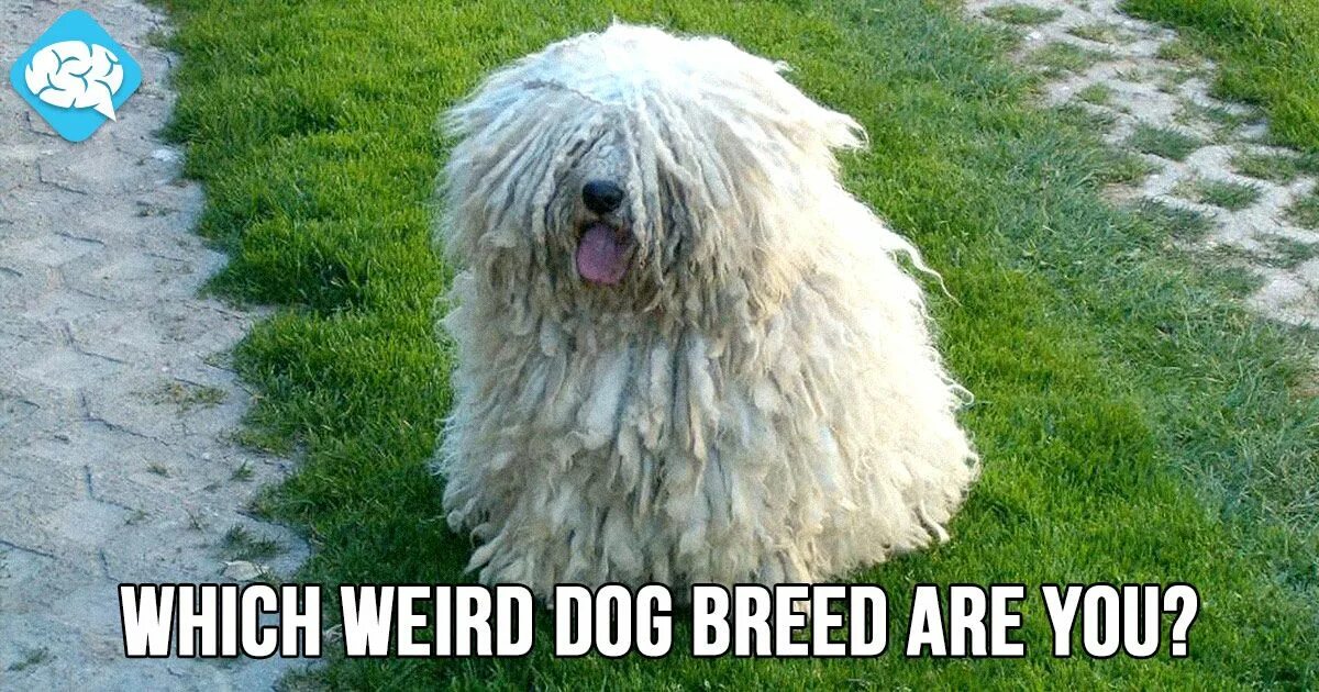 Пули овчарка фото Which Weird Dog Breed Are You? BrainFall Dog breeds, Crazy dog, Dog quizzes