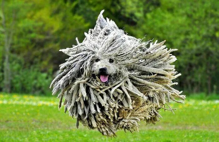 Пули овчарка фото A dog with dreadlocks. Puli dog, Dog breeds, Hungarian dog