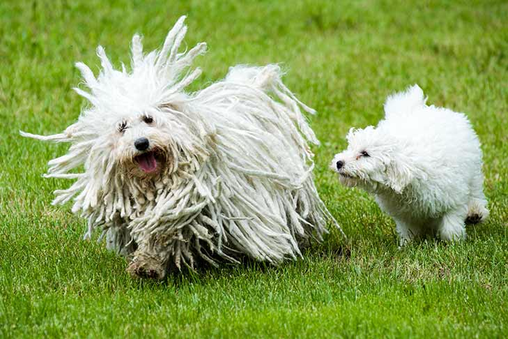 Пули овчарка фото Puli Dog Breed Information in 2022 Puli dog, Puli dog breed, Dog breeds