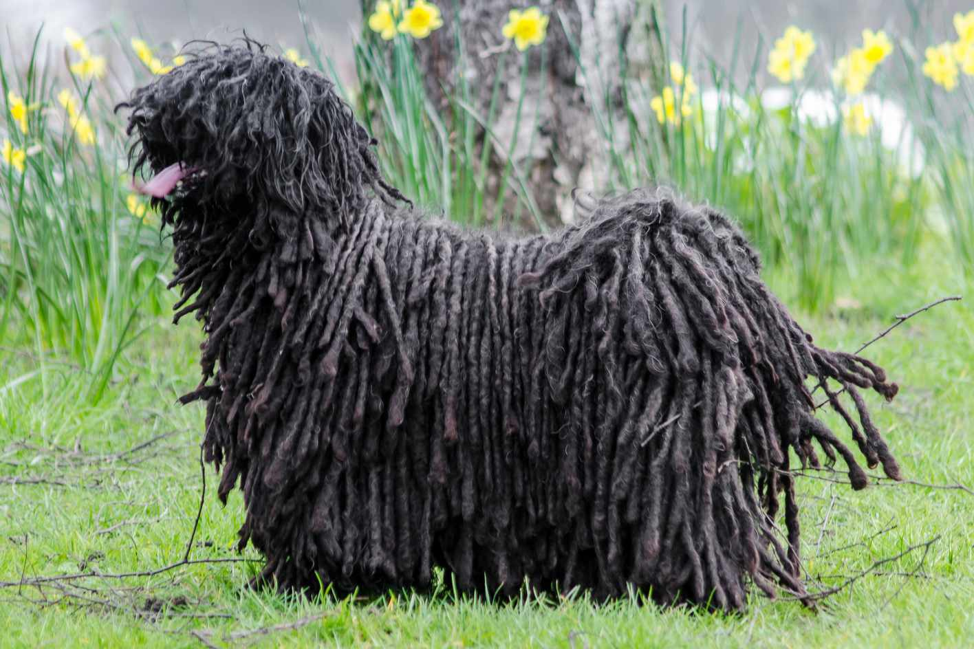 Пули овчарка фото Learn about the puli, a Hungarian sheepdog that's energetic and hardworking. It'