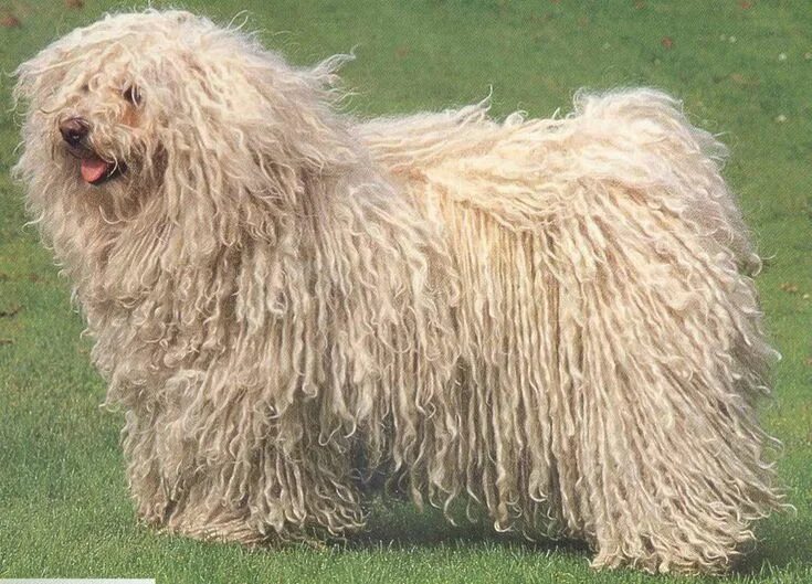 Пули овчарка фото pulis hund in 2024 Puli dog, Dog breeds medium, Puli dog breed