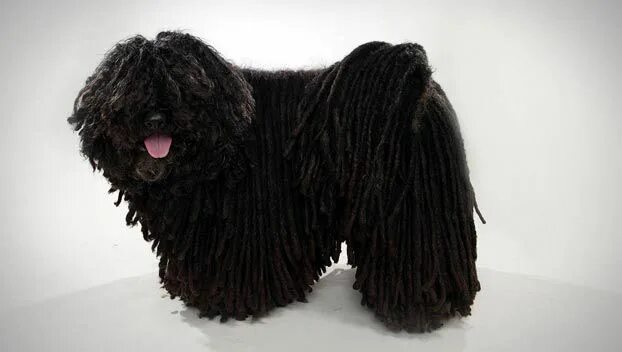 Пули овчарка фото Puli : Dog Breed Selector : Animal Planet Puli dog, Dog breeds, Dog breed select