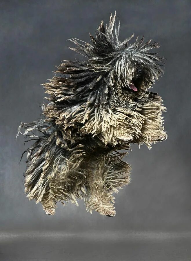 Пули собака фото jumping puli - pixels.com Puli dog, Hairy dog, Komondor dog