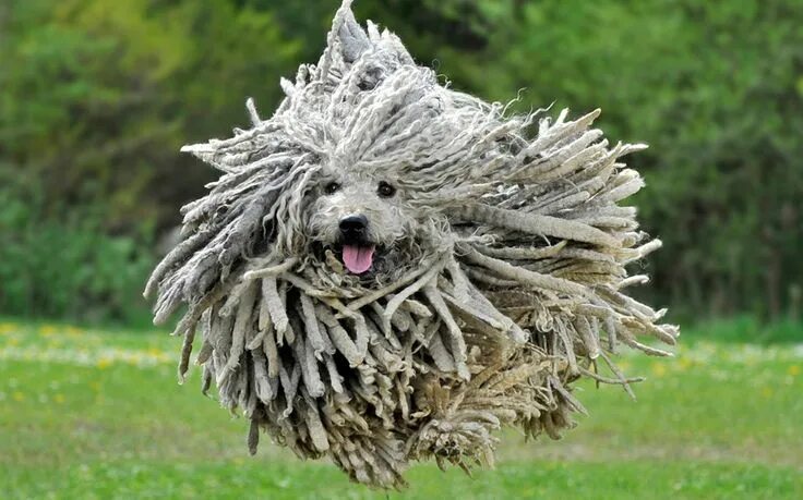 Пули собака фото PsBattle: Jumping Puli dog with a super-shaggy coat Puli dog, Funny dogs, Rare d