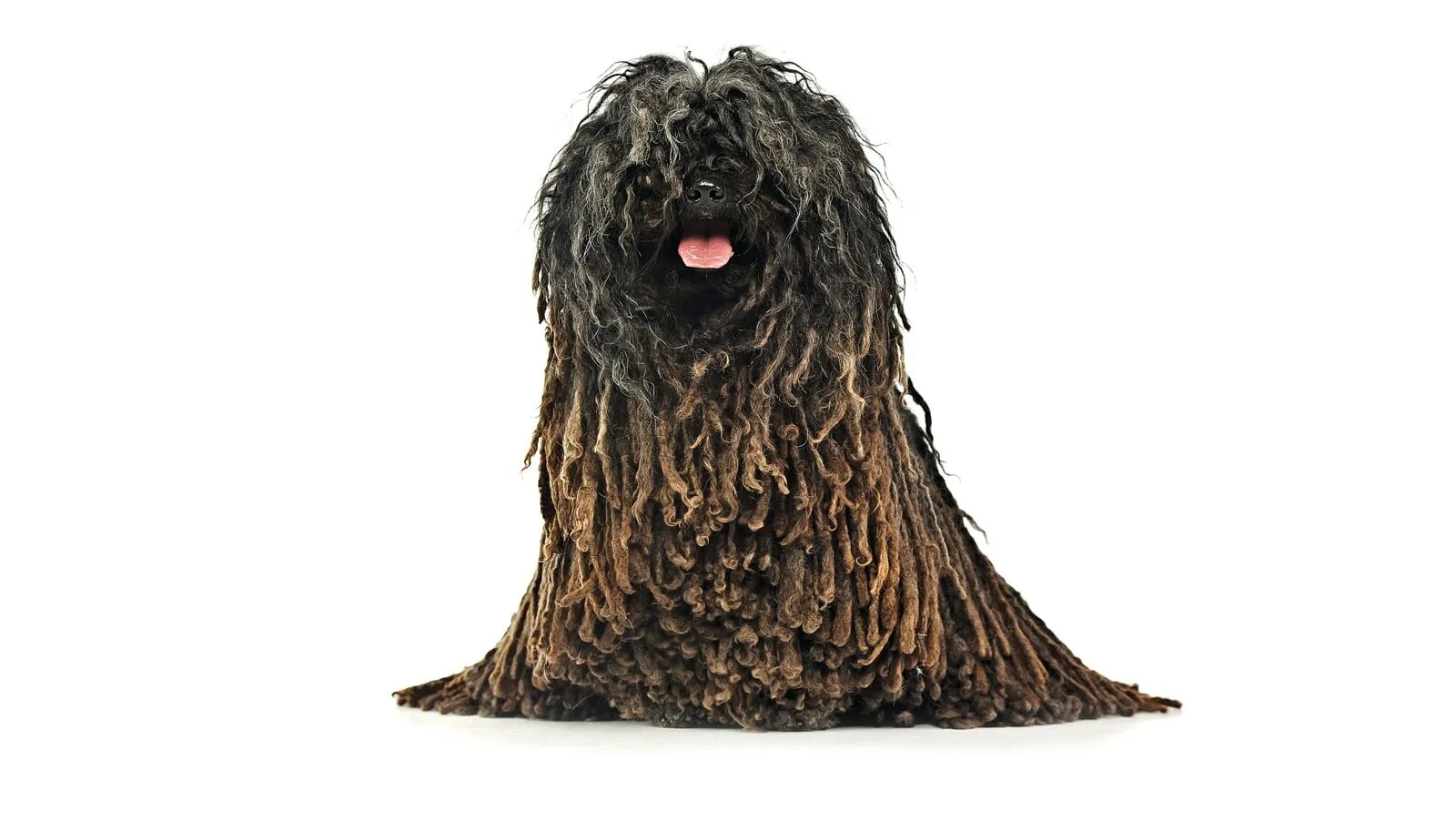 Пули собака фото The Puli - Modern Dog Magazine