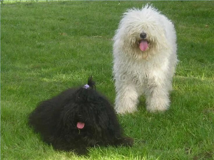 Пули собака фото Puli dogs white and black free wallpaper Puli dog, Dogs, Puli