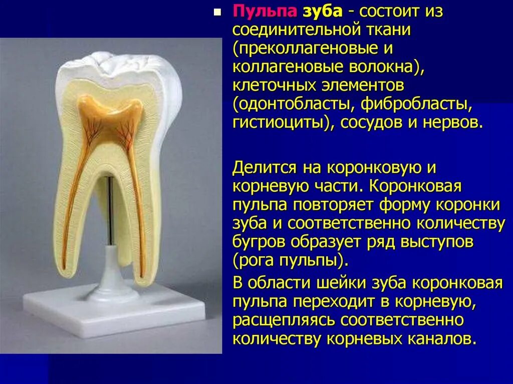 Пульпа зуба фото Картинки ПУЛЬПА НЕРВ ЗУБА