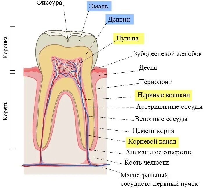 Пульпа зуба фото Почему после удаления нерва важно хорошо запломбировать каналы зуба? :: NORD DEN