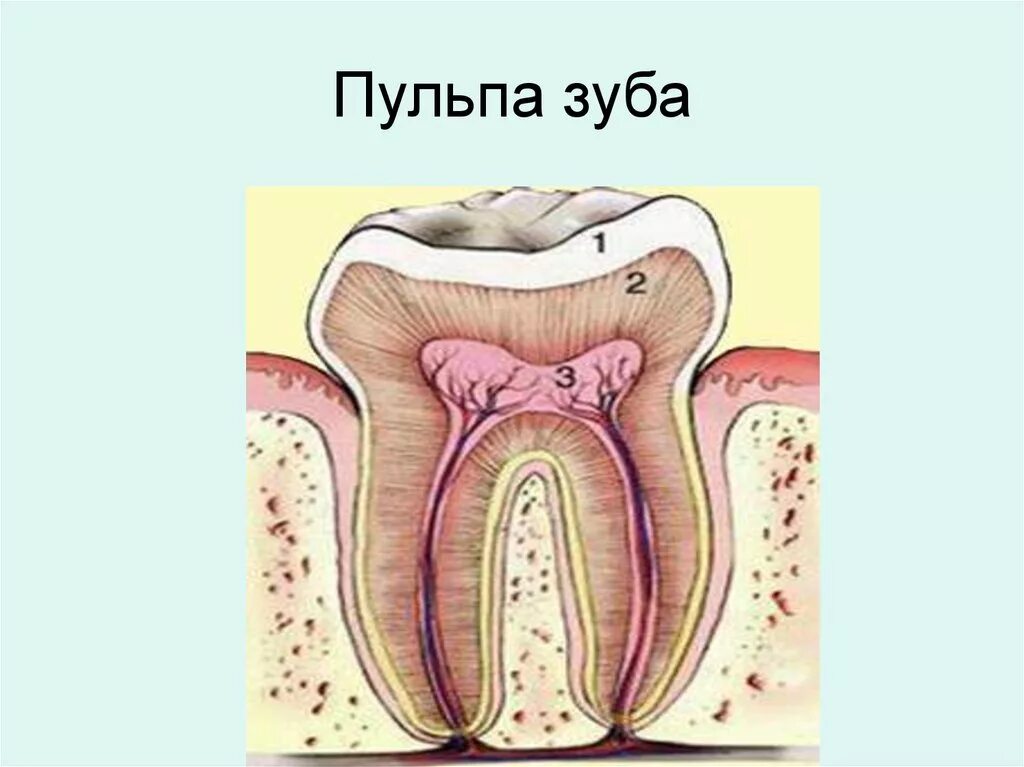 Пульпа зуба фото Пульпа зуба