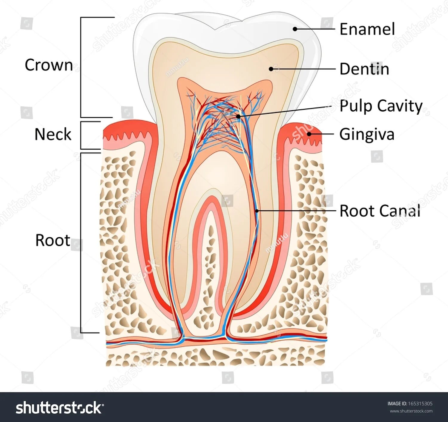 Пульпа зуба фото 117 759 рез. по запросу "Anatomy of the tooth" - изображения, стоковые фотографи