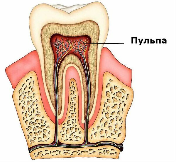 Пульпа зуба фото Перелом зуба: причины, симптомы и лечение в статье стоматолога-имплантолога Стра