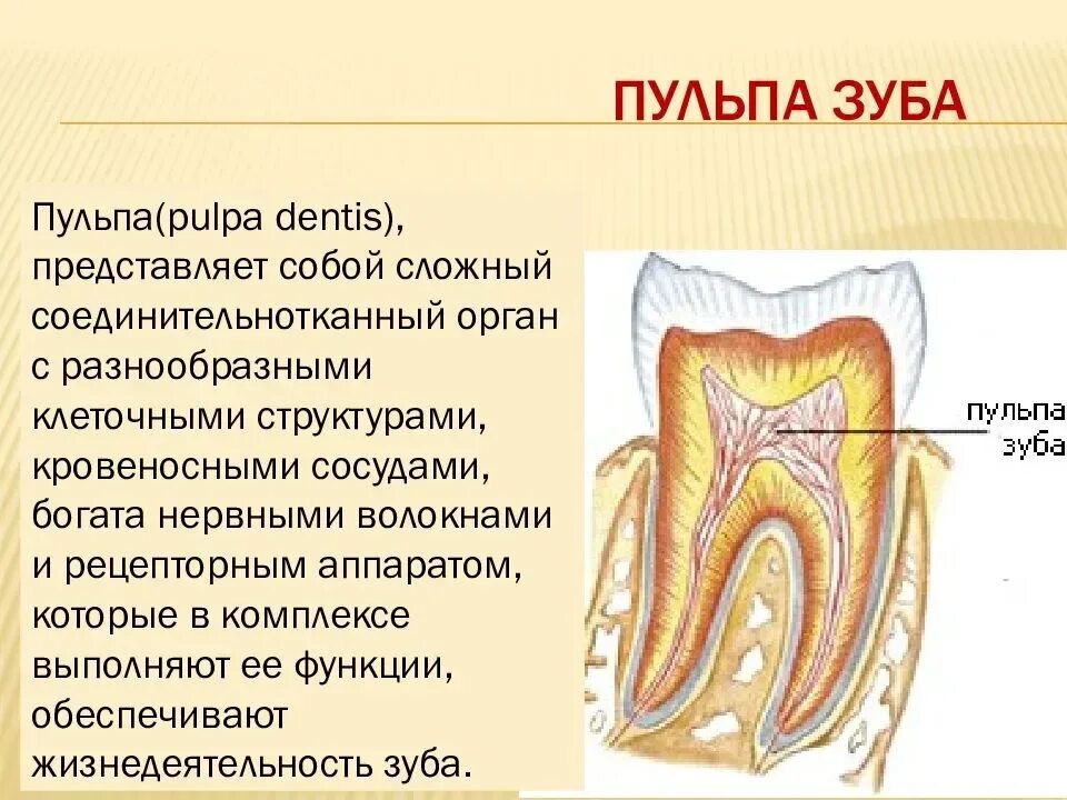 Пульпа зуба фото Пульпа. Буква "П"